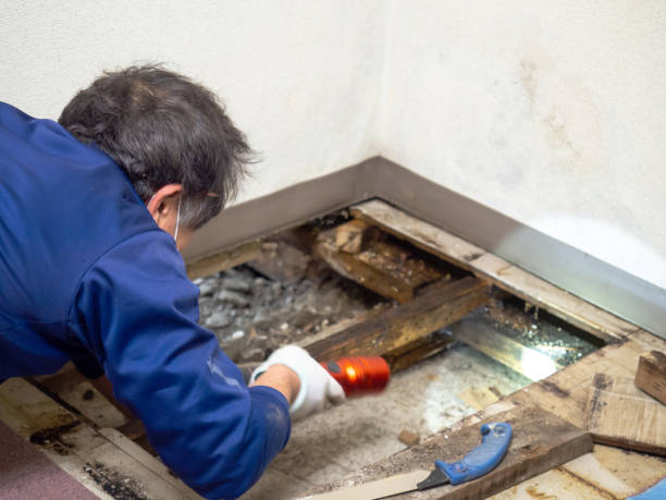 Best Mold Damage Repair  in Beverly, OH