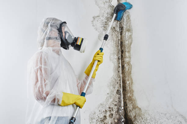 Best Mold Cleaning Services  in Beverly, OH