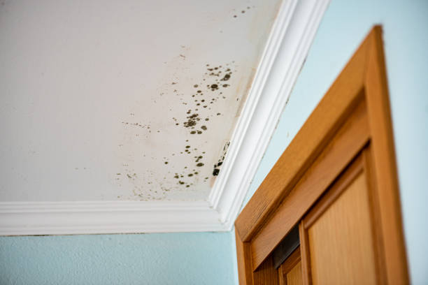 Best Emergency Mold Removal  in Beverly, OH