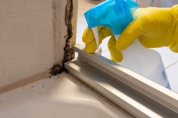 Best Mold Remediation  in Beverly, OH