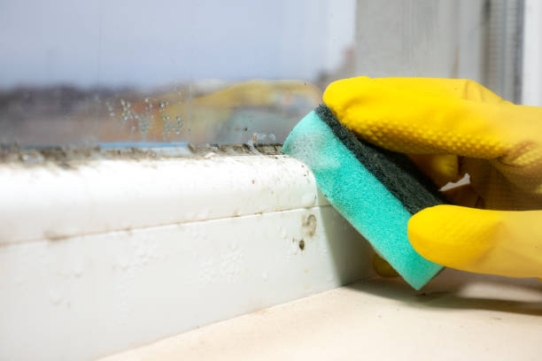 Best Professional Mold Removal  in Beverly, OH