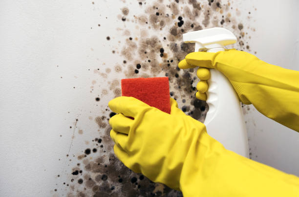 Mold Testing and Removal in Beverly, OH