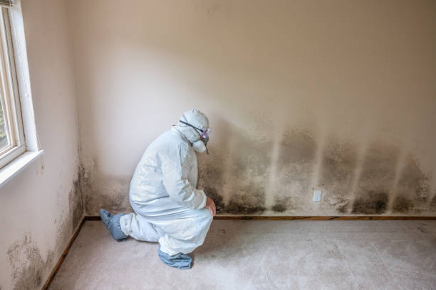 Best Residential Mold Removal  in Beverly, OH