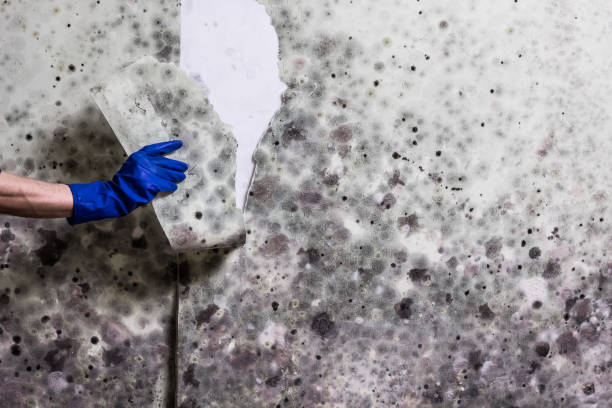 Best Same-Day Mold Removal  in Beverly, OH