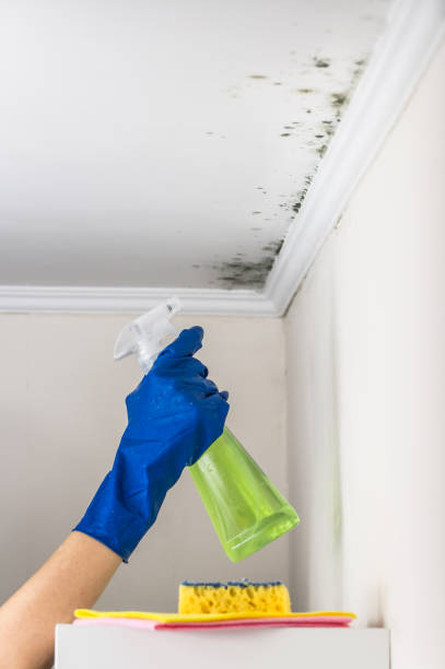 Mold Removal Process in Beverly, OH