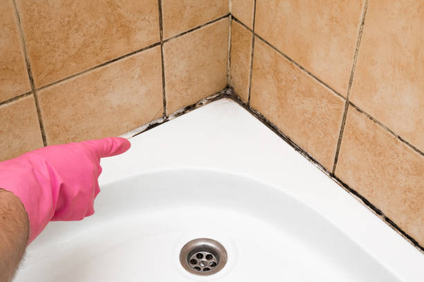 Best Fast Mold Removal  in Beverly, OH